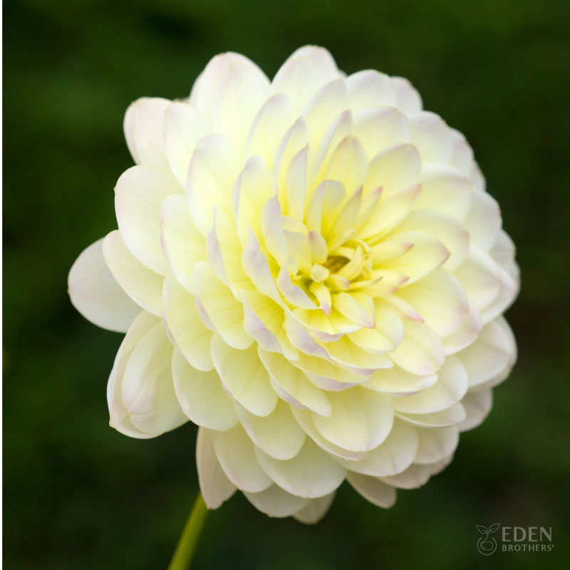 Close up of sandia serenity dahlia showing yellow petals and pink tips.