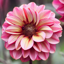 pink and White seniors hope dahlia up close showing all the petals