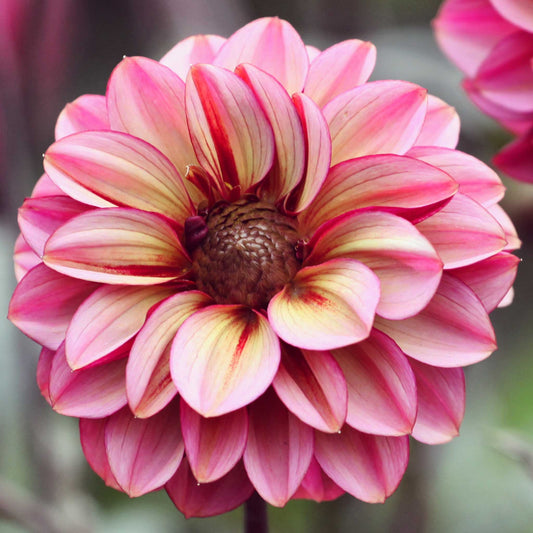 pink and White seniors hope dahlia up close showing all the petals