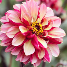 pink and White seniors hope dahlia up close showing all the petals