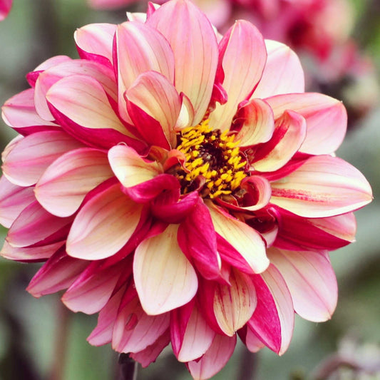 pink and White seniors hope dahlia up close showing all the petals