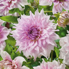 A close-up shot of a single Shiloh Noelle Dahlia flower, showcasing its delicate petals and vibrant colors.