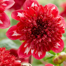 Red speech dahlia up close showing all the petals