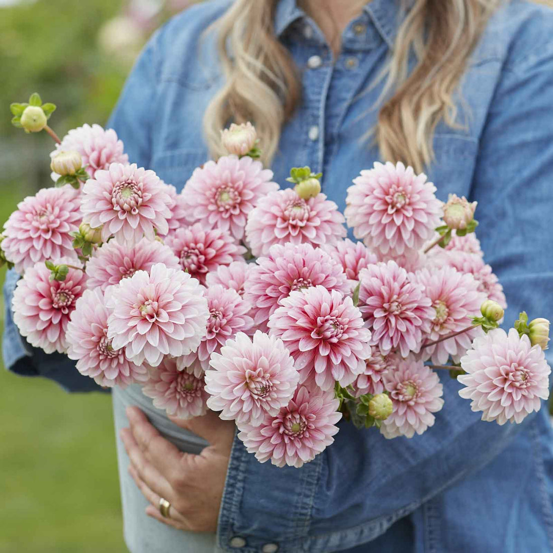 Dahlia Tubers - Strawberry and Cream | Dahlia Bulbs | Eden Brothers