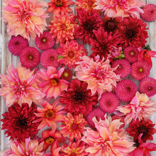 Vibrant red Strawberry Fields Mix dahlias fully bloomed.
