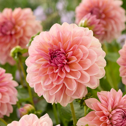 Dahlia Tubers (Decorative) - Sturm Sweet Maria