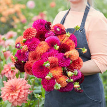 A person holding a bouquet of Sugar Puff Mix dahlia flowers in a garden setting.