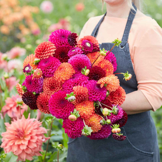 dahlia sugar puff mix