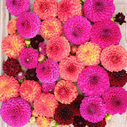Vibrant Sugar Puff Mix dahlias of many colors fully bloomed.