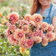 Dahlia Tubers (Decorative) - Sweet Sanne