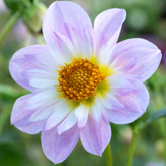 Single purple teesbrook audrey dahlia bloom in a garden setting