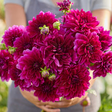 Close up of a person holding a redish purple bouquet of thomas edison dahlia flowers in a garden setting