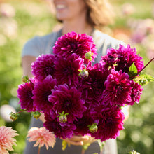 Person holding a redish purple bouquet of thomas edison dahlia flowers in a garden setting