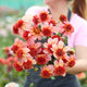 Dahlia Tubers (Anemone-Flowered) - Totally Tangerine