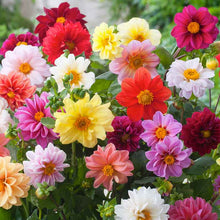 Orange, yellow, and red dahlia unwins bedding mix blooms in a bright garden setting. | copyright: Floramedia UK Ltd