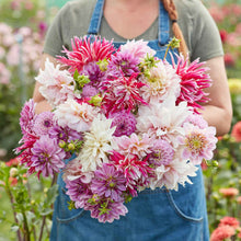 A person holding a bouquet of Vintage Violet Mix dahlia flowers in a garden setting.