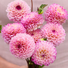 A pink bouquet of wine eyed jill dahlia flowers in a garden setting