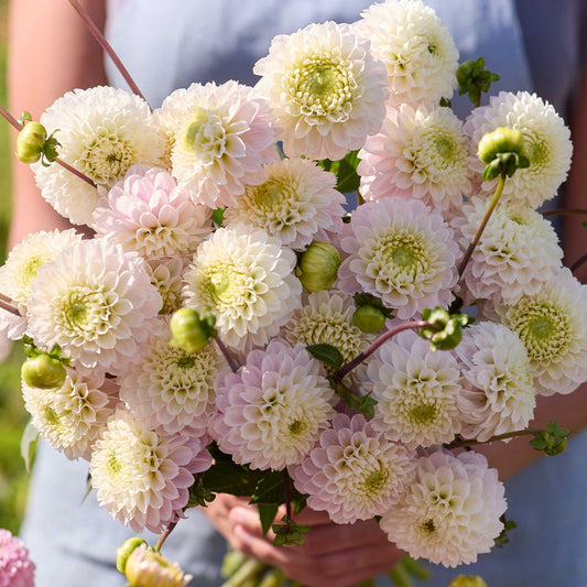 Person holding a yellow bouquet of wizard of lightning dahlia flowers in a garden setting
