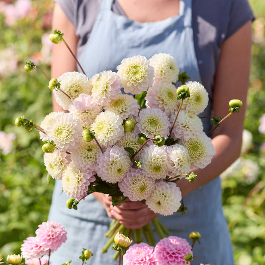 Person holding a yellow bouquet of wizard of lightning dahlia flowers in a garden setting
