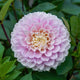 Dahlia Tubers (Ball) - Wizard of Oz