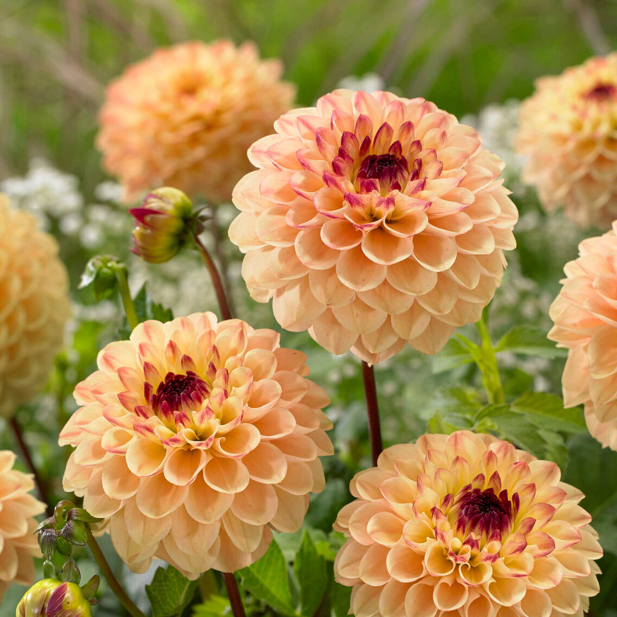 orange yellow jill dahlia flowers growing in a field