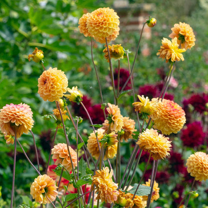 orange yellow jill dahlia flowers growing in a field