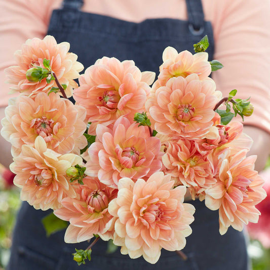 Person holding an orange bouquet of yvonne dahlia flowers in a garden setting