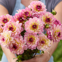 Person holding a pink bouquet of zingaro dahlia flowers in a garden setting