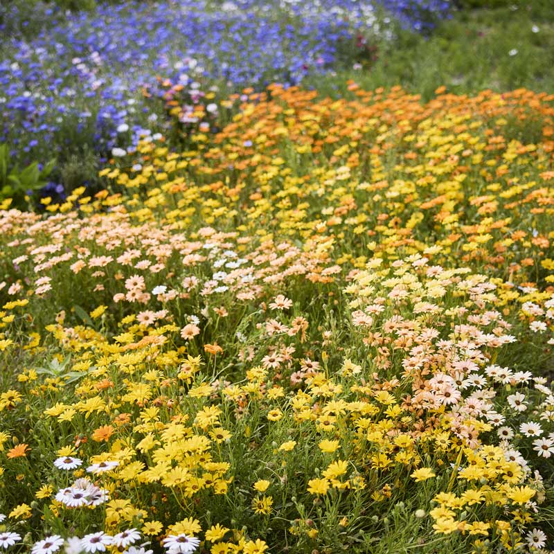 A dense field of african daisies in yellow, orange, white, and purple blooming among green grass.