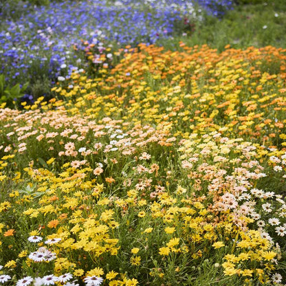 A dense field of african daisies in yellow, orange, white, and purple blooming among green grass.