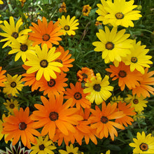 Orange, yellow, and red daisy african mix flowers filling a bright garden setting.
