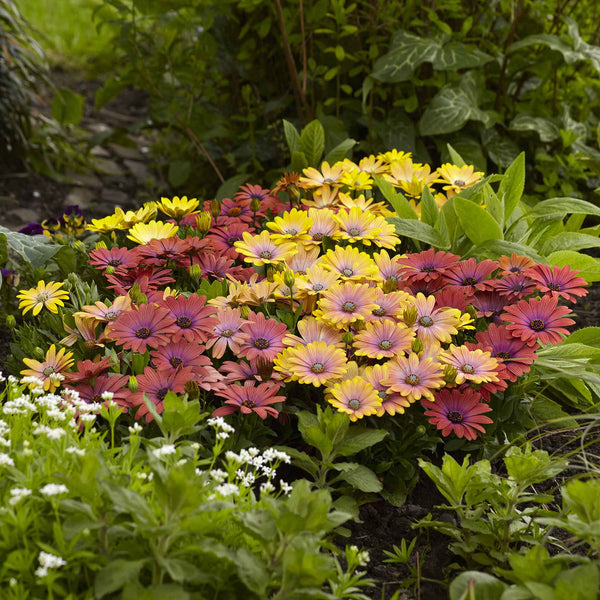 daisy-cape-akila-hawaiian-