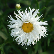 White daisy crazy daisy with frilly petals against a blurred green background.