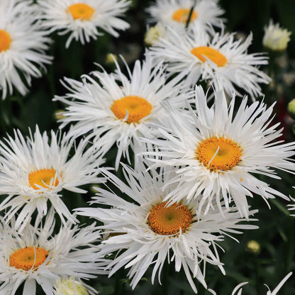 White daisy crazy daisy flowers with yellow centers in a bright garden setting.