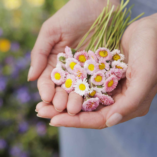 Hands holding a small bouquet of pink english daisy flowers with yellow centers against a blurred natural background