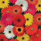 Pattern of colorful gerbera daisies colorbloom mix on a green background