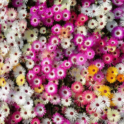 Pink, purple, and white daisy livingstone mix flowers in a bright garden setting.