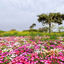 Pink daisy livingstone mix flowers with a tree and open field in the background.