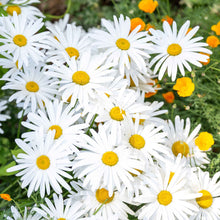White daisy ox eye flowers with yellow centers growing in a bright garden setting.