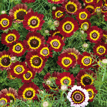 Red and orange daisy painted flame flower against a blurred green background.