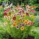 Daisy Seeds (Painted) - Rainbow Mix