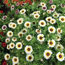 White daisy painted polar star flowers growing in a bright garden setting.