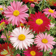 Pink and red daisy robinsons giant mix flowers in a bright garden setting.