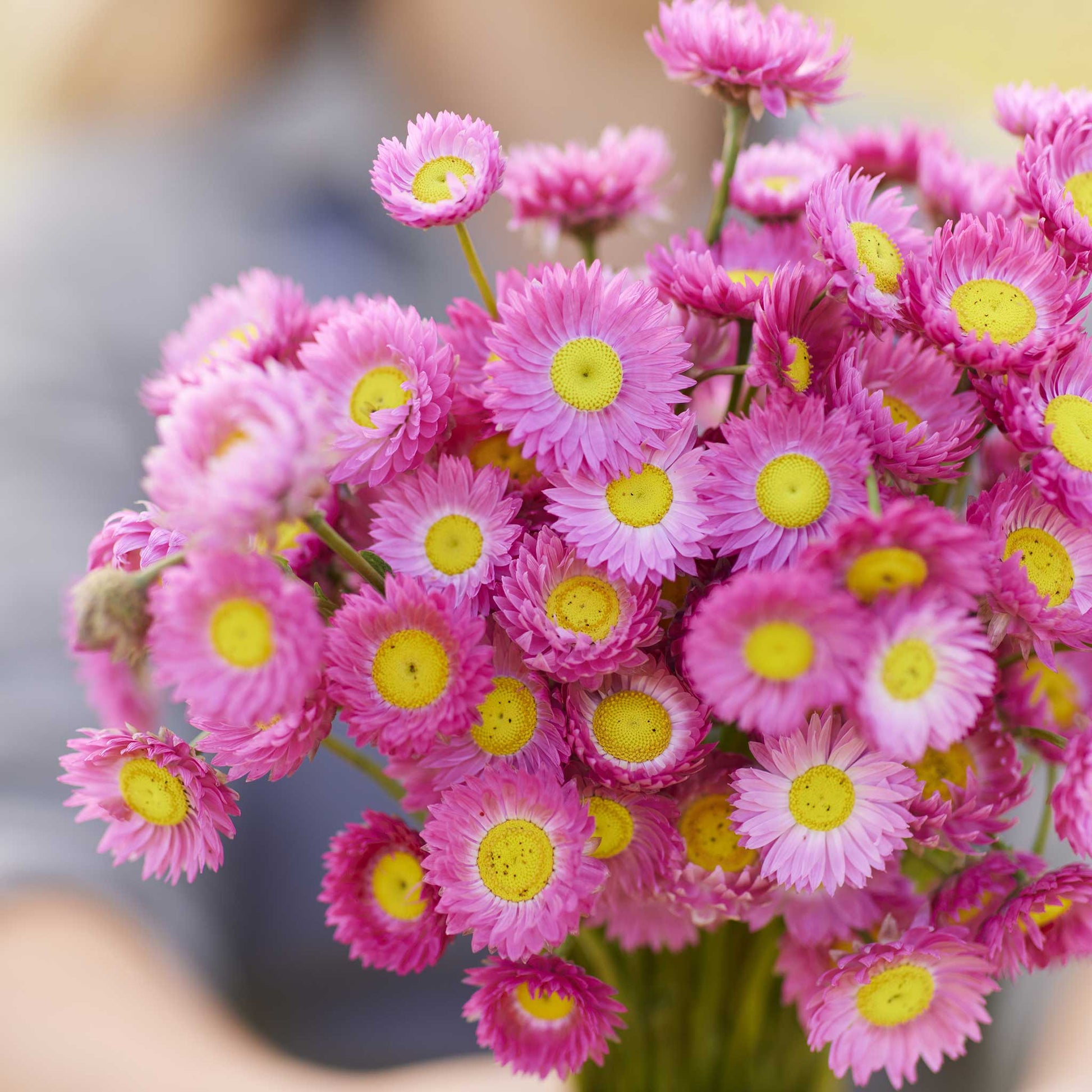 Close up of a bouquet of paper daisy brilliant rose flowers with a blurred background