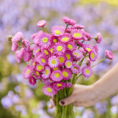 Bouquet of paper daisy brilliant rose flowers with yellow centers held by a hand against a blurred natural background
