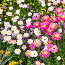 Pink and white daisy paper giant mix flowers growing in a bright garden setting.