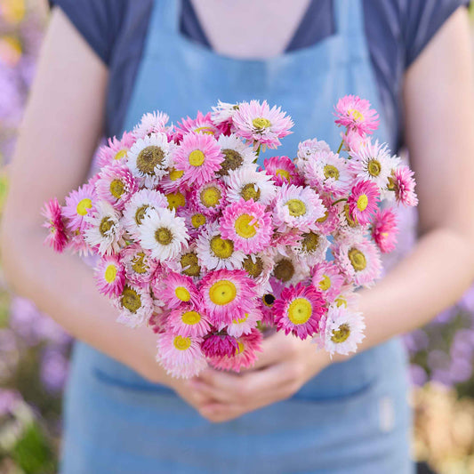 Person holding a bouquet of pink and white paper daisy giant mix flowers with a blurred background