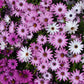 cape daisy ballade mix