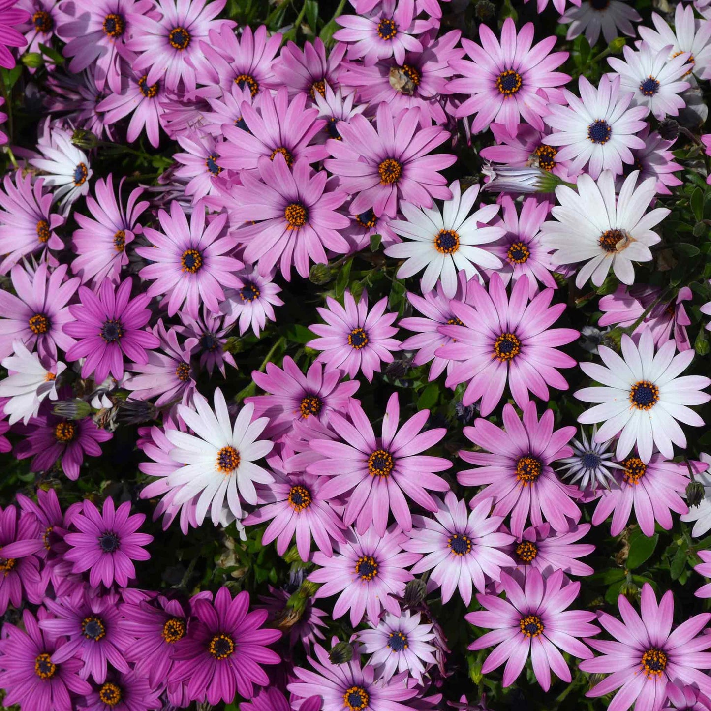 daisy african spider mix