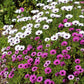 cape daisy ballade mix